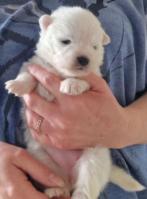 Les chiots de Samoyède