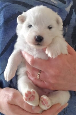 Les chiots de Samoyède