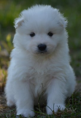 Les chiots de Samoyède
