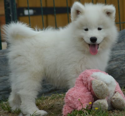 Les chiots de Samoyède