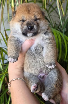 Les chiots de Shiba