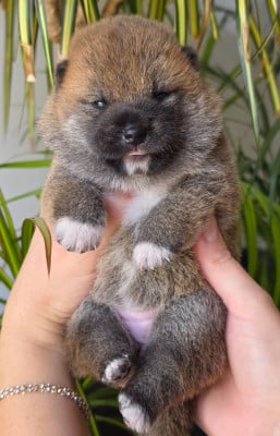 Les chiots de Shiba