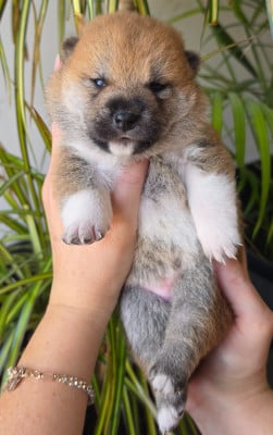 Les chiots de Shiba