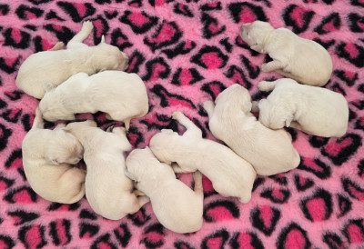 Les chiots de Golden Retriever