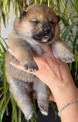 Les chiots de Shiba