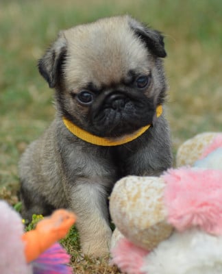 Les chiots de Carlin