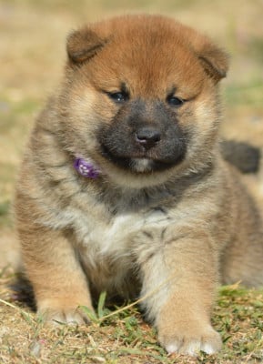 Les chiots de Shiba