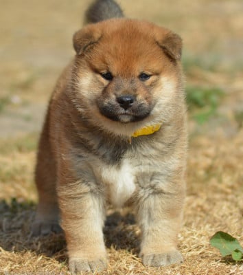 Les chiots de Shiba