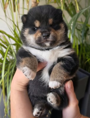 Shiba