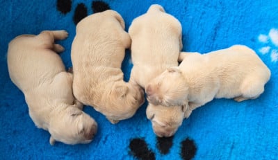 Les chiots de Golden Retriever