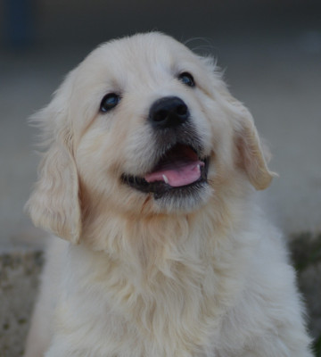 Les chiots de Golden Retriever