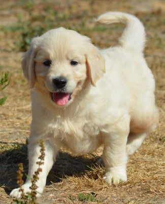 Les chiots de Golden Retriever