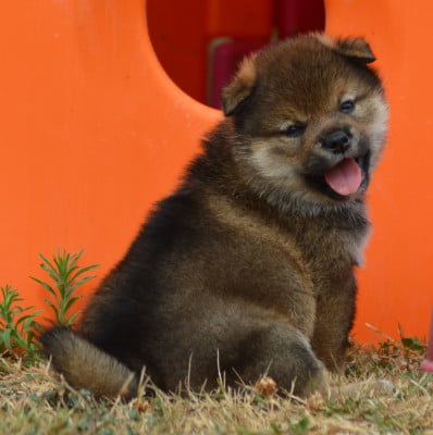 Les chiots de Shiba