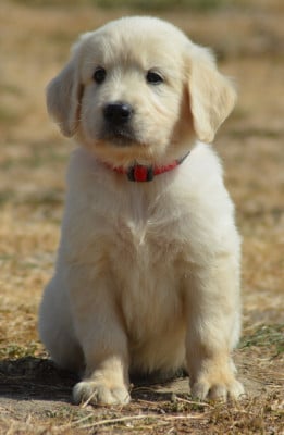 Les chiots de Golden Retriever