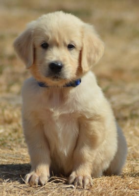 Les chiots de Golden Retriever