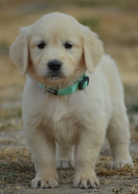 Les chiots de Golden Retriever