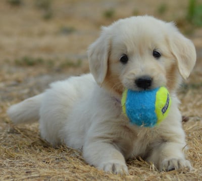 Les chiots de Golden Retriever