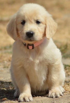 Les chiots de Golden Retriever