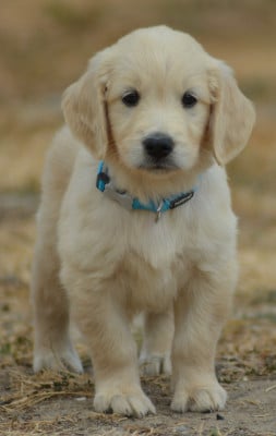 Les chiots de Golden Retriever