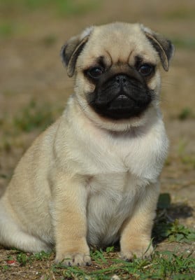 Les chiots de Carlin