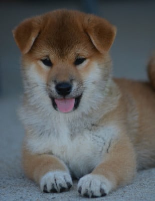Les chiots de Shiba