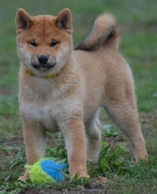 Les chiots de Shiba