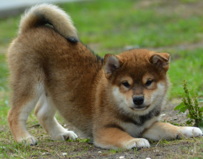 Les chiots de Shiba