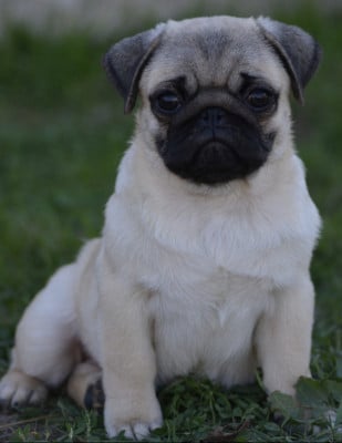 Les chiots de Carlin