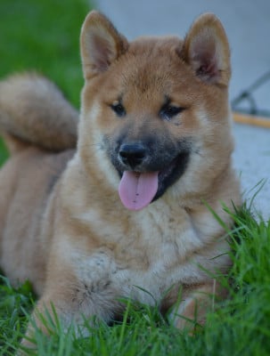 Shiba