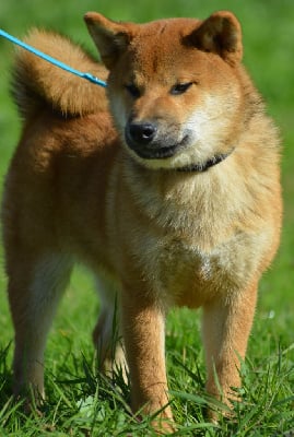 Les chiots de Shiba