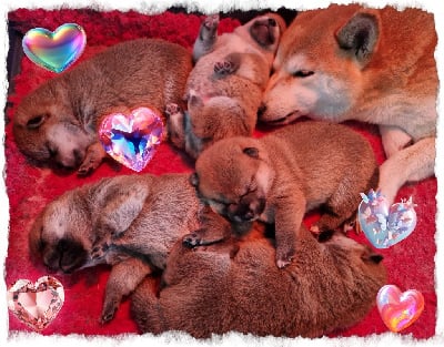 Les chiots de Shiba