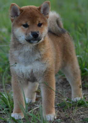 Les chiots de Shiba
