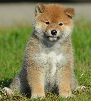 Les chiots de Shiba
