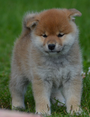 Les chiots de Shiba