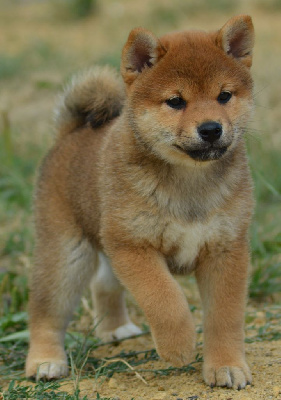 Les chiots de Shiba