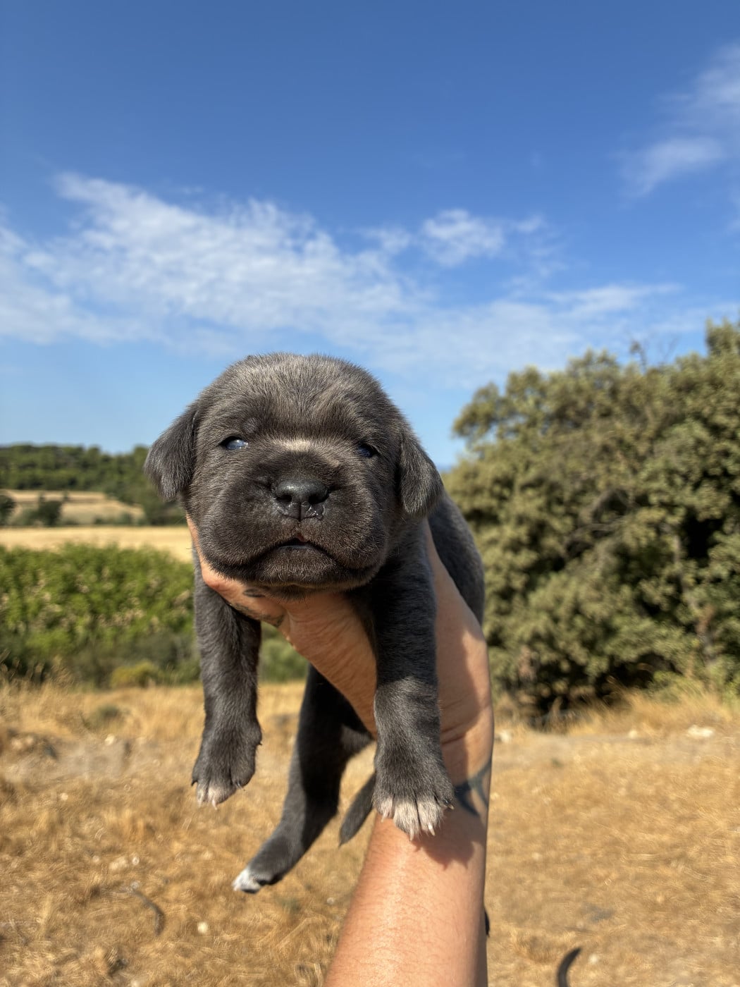 Chiot N°5 - Cane Corso