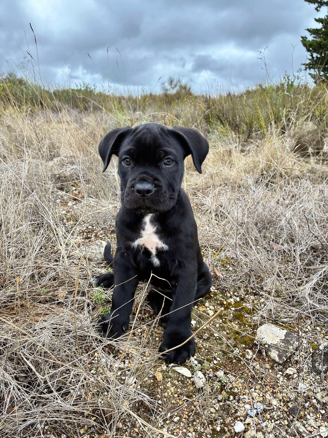 Byron - Cane Corso