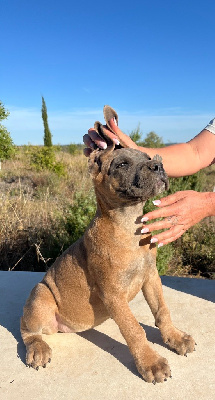 Les chiots de Cane Corso