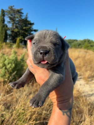 Les chiots de Cane Corso