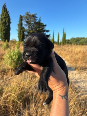 Les chiots de Cane Corso