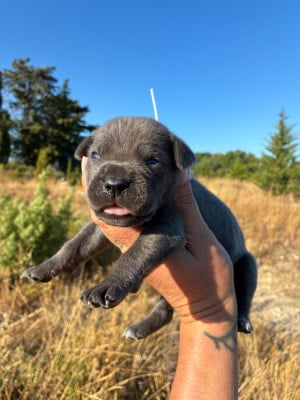 Les chiots de Cane Corso