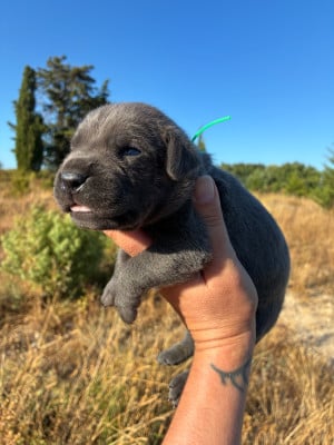 Les chiots de Cane Corso