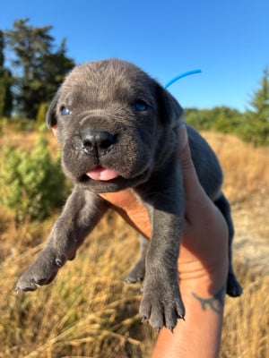 Les chiots de Cane Corso