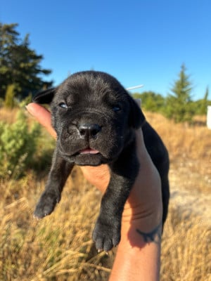Les chiots de Cane Corso