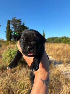 Les chiots de Cane Corso