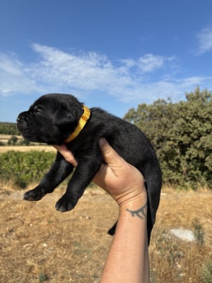 Les chiots de Cane Corso