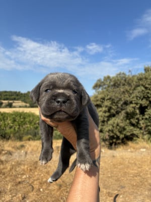 Les chiots de Cane Corso