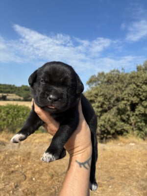 Les chiots de Cane Corso