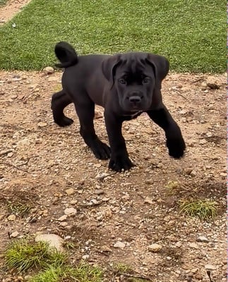 Les chiots de Cane Corso