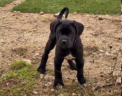 Les chiots de Cane Corso